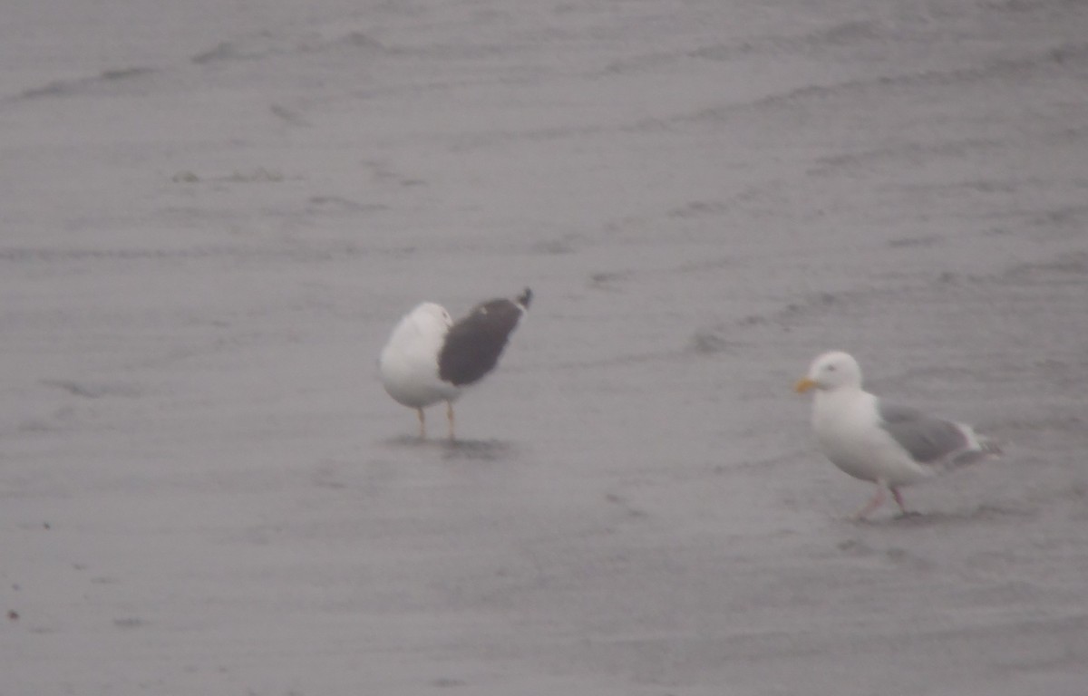 Lesser Black-backed Gull - ML415116441