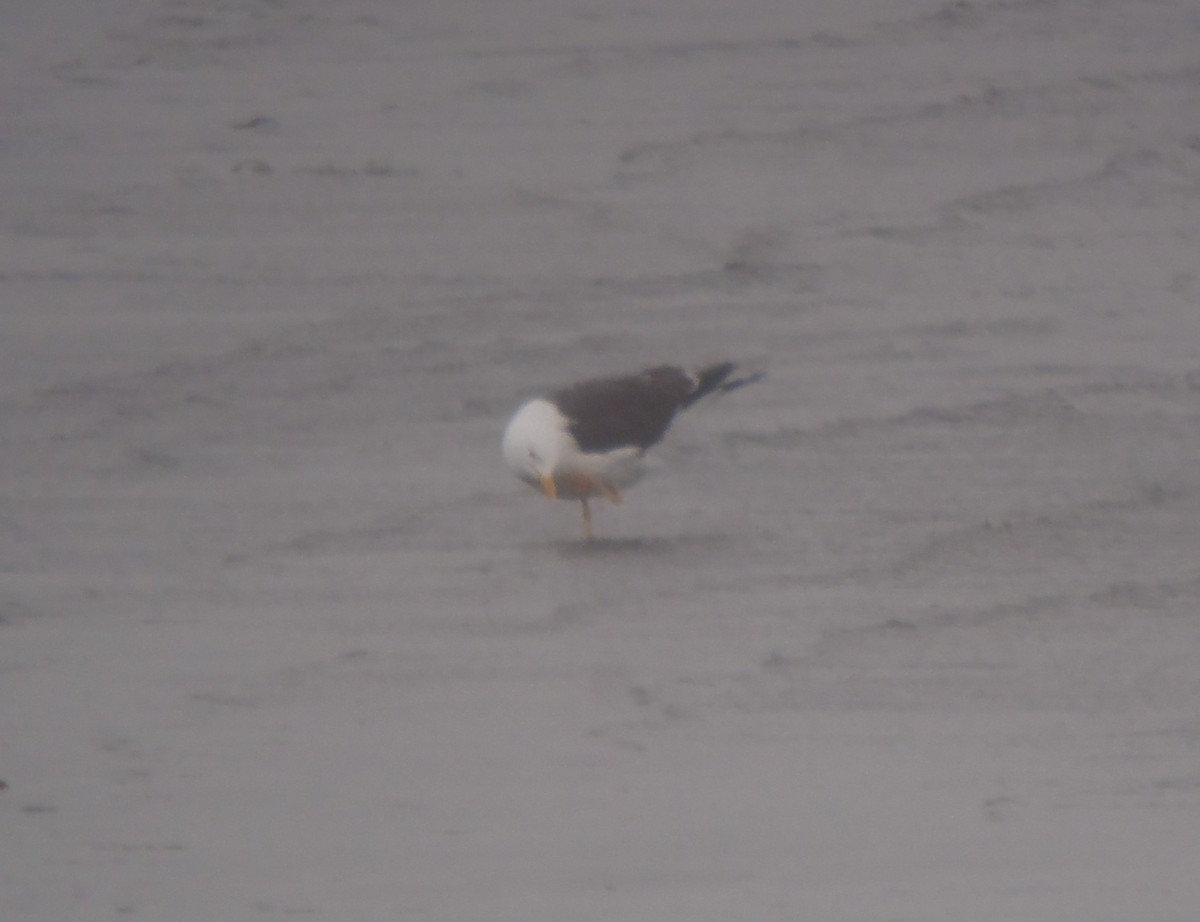 Lesser Black-backed Gull - ML415116501