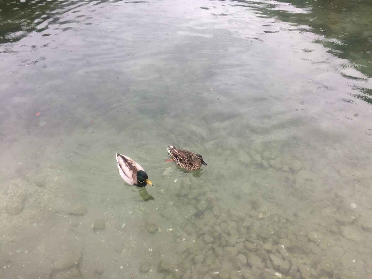 Canard colvert - ML415116741