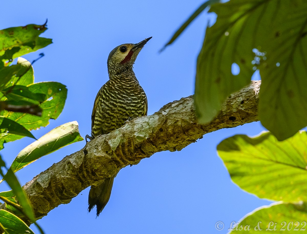 Gray-crowned Woodpecker - ML415118201