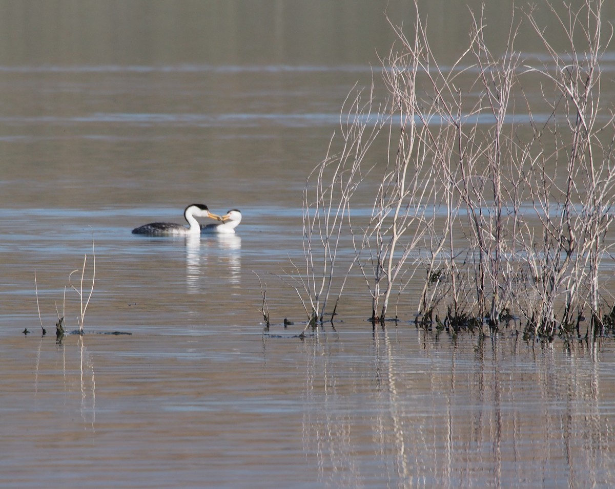 Clark's Grebe - Mark Stevenson