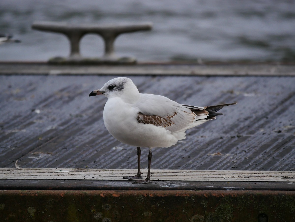 Mediterranean Gull - ML415119531