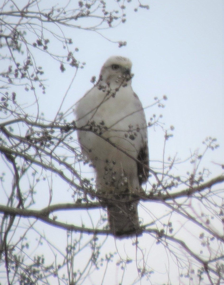 Red-tailed Hawk (Krider's) - ML415119671