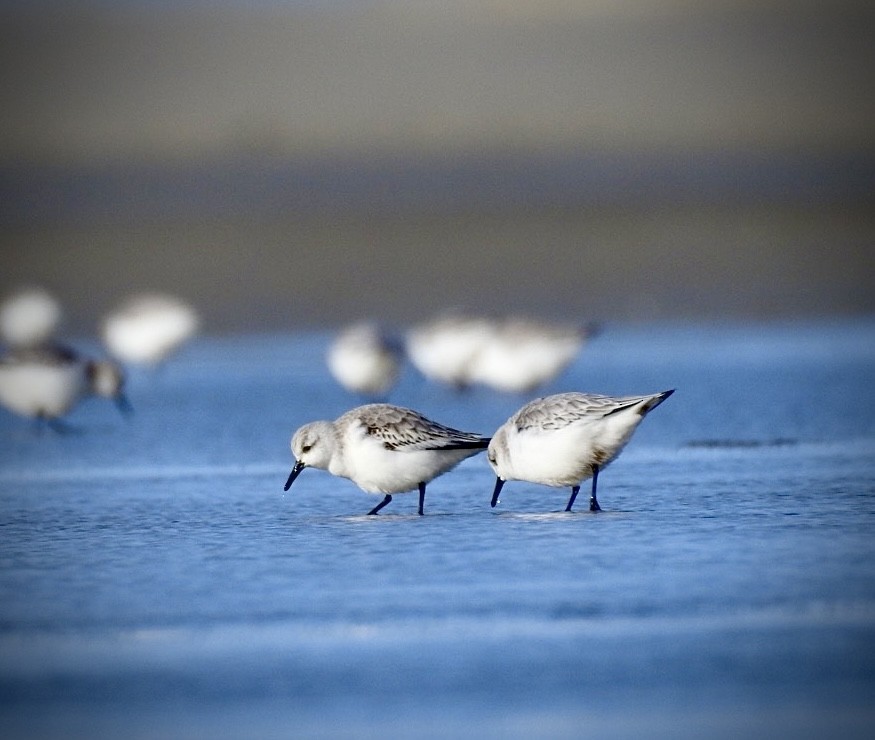 Sanderling - Zdenek Valeš