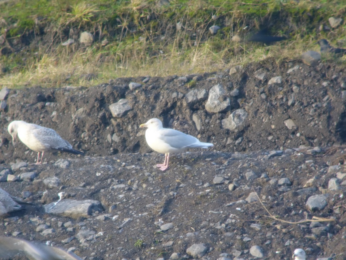 European Herring x Glaucous Gull (hybrid) - ML415119871