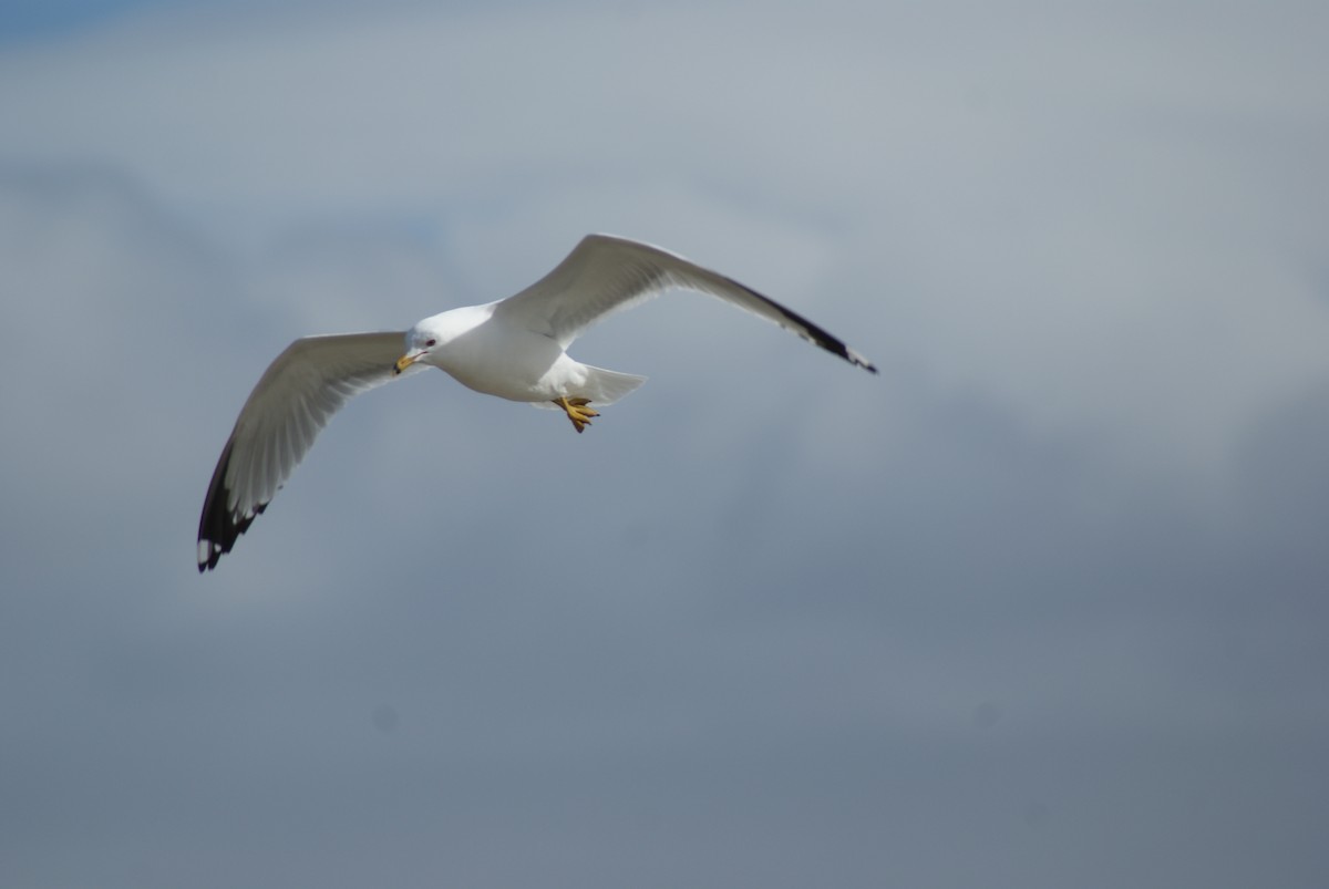 Ring-billed Gull - ML41512061