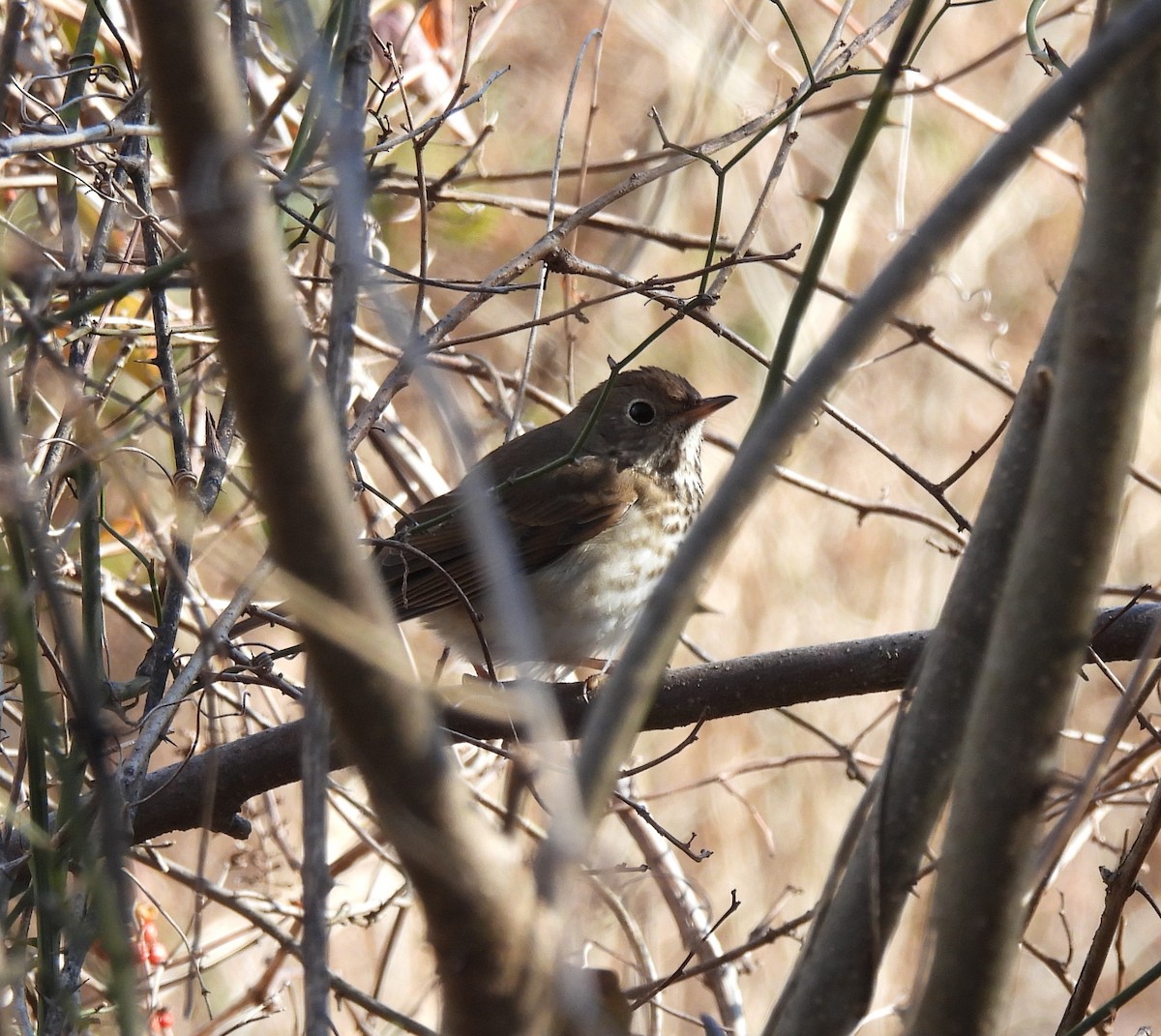 Hermit Thrush - ML415121091