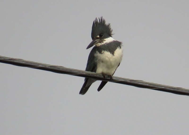 Belted Kingfisher - Jeff Harding