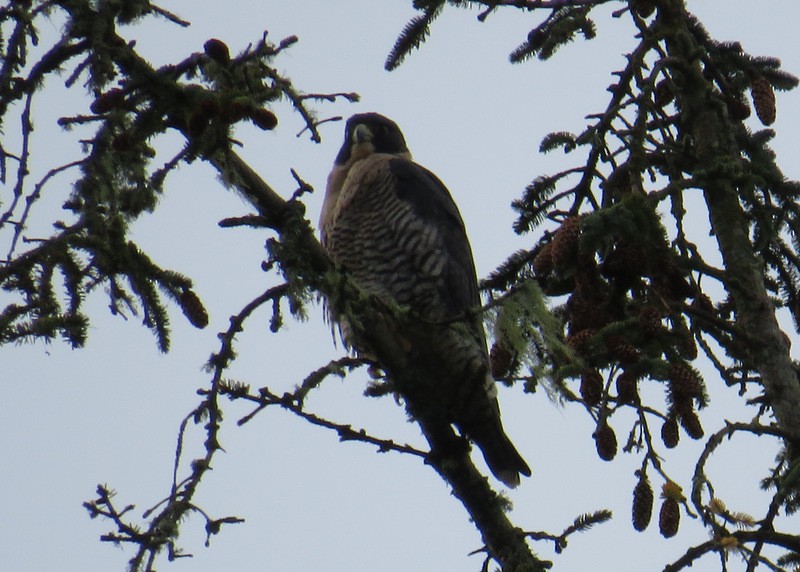 Peregrine Falcon - ML41512261