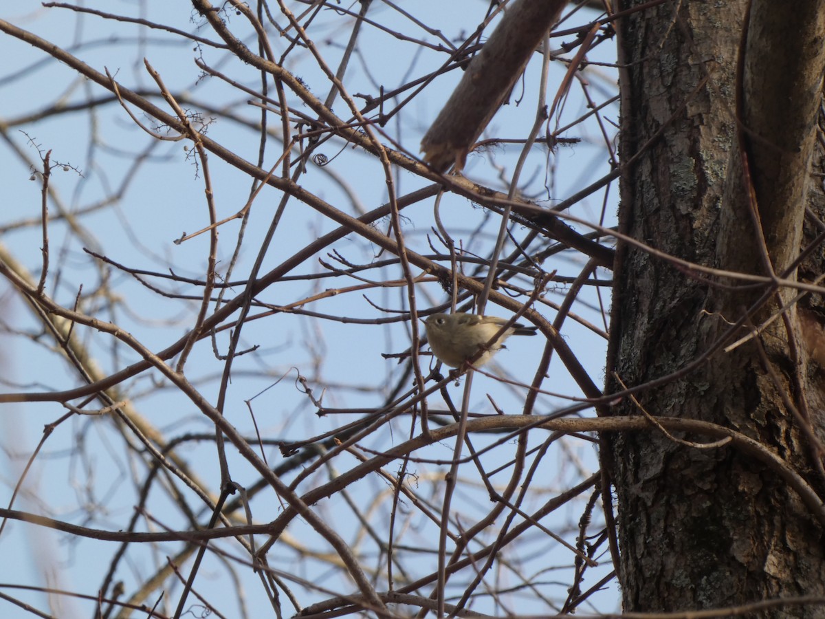 Ruby-crowned Kinglet - Luke Olsen