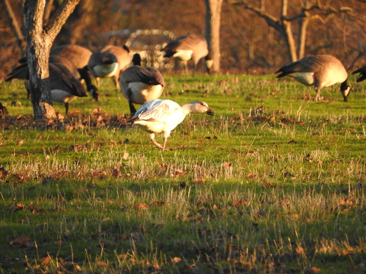 Snow Goose - ML41512711