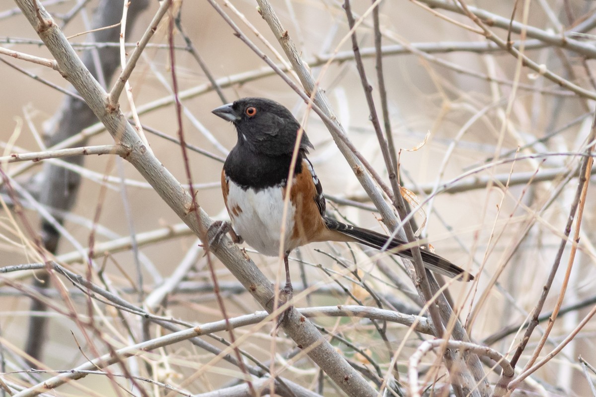 Spotted Towhee - ML415127421