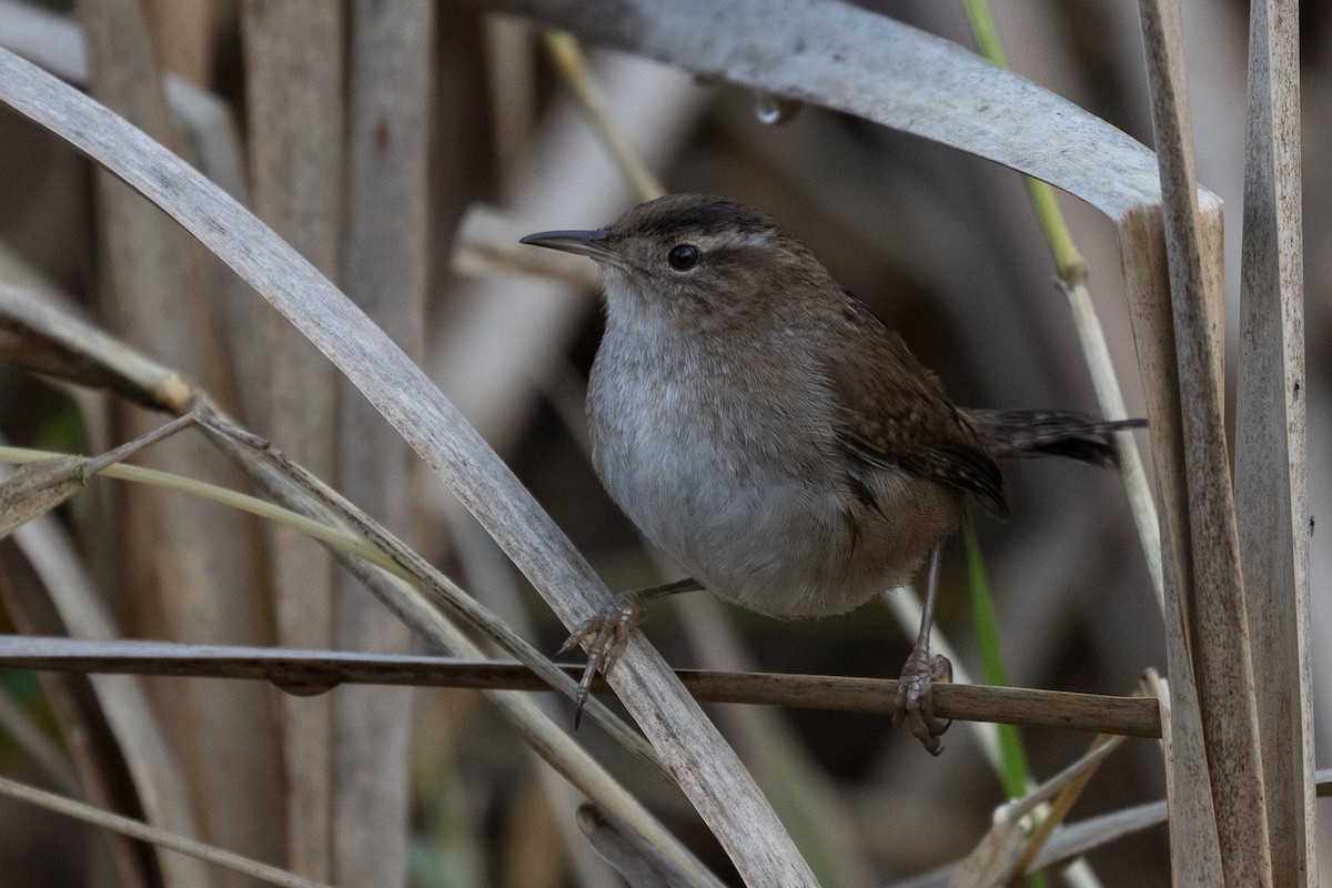 Marsh Wren - Ken Chamberlain