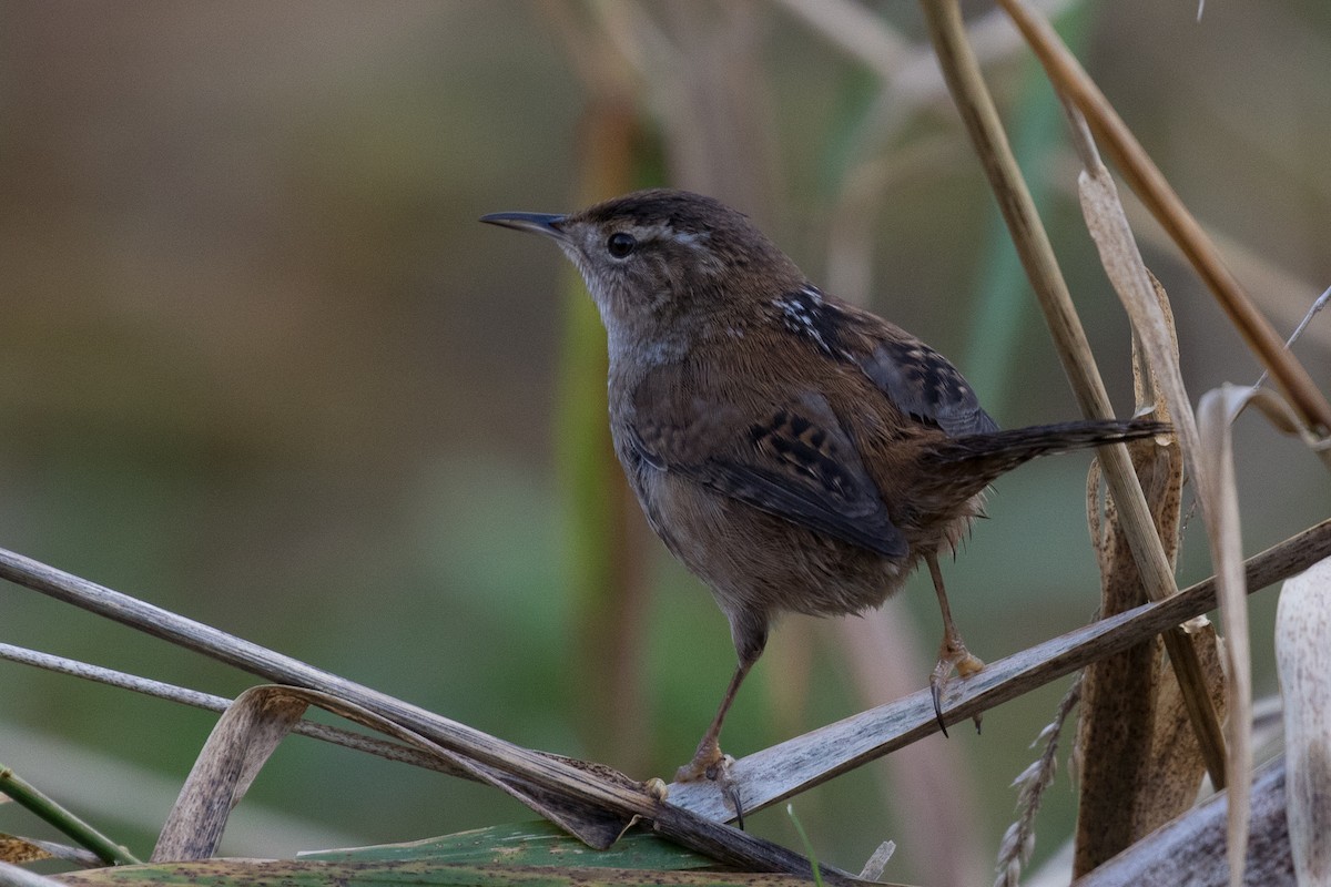 Marsh Wren - Ken Chamberlain