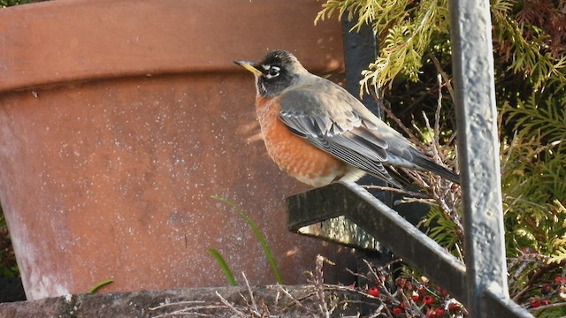 American Robin - ML415128601