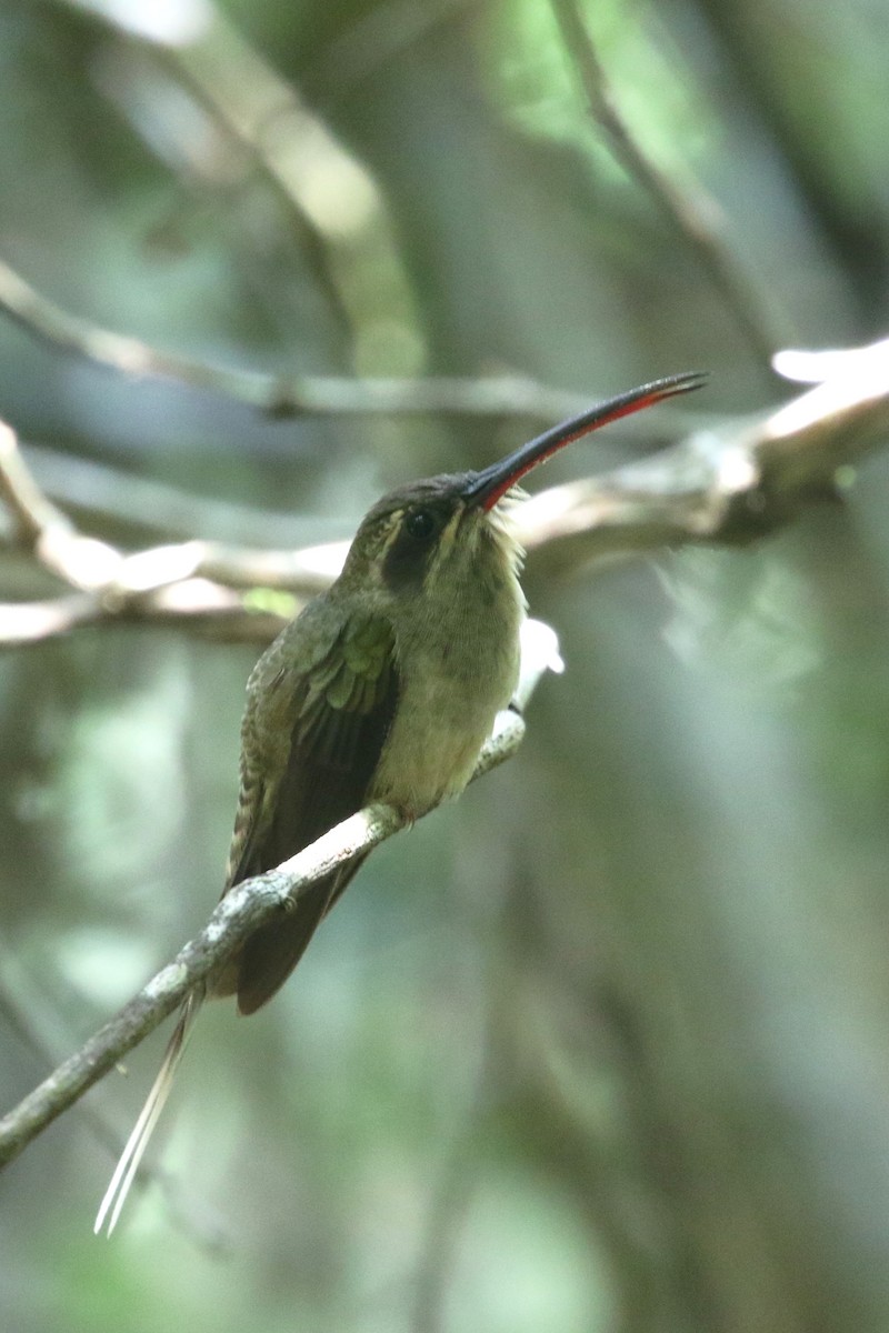 Great-billed Hermit (Margaretta's) - ML415130401