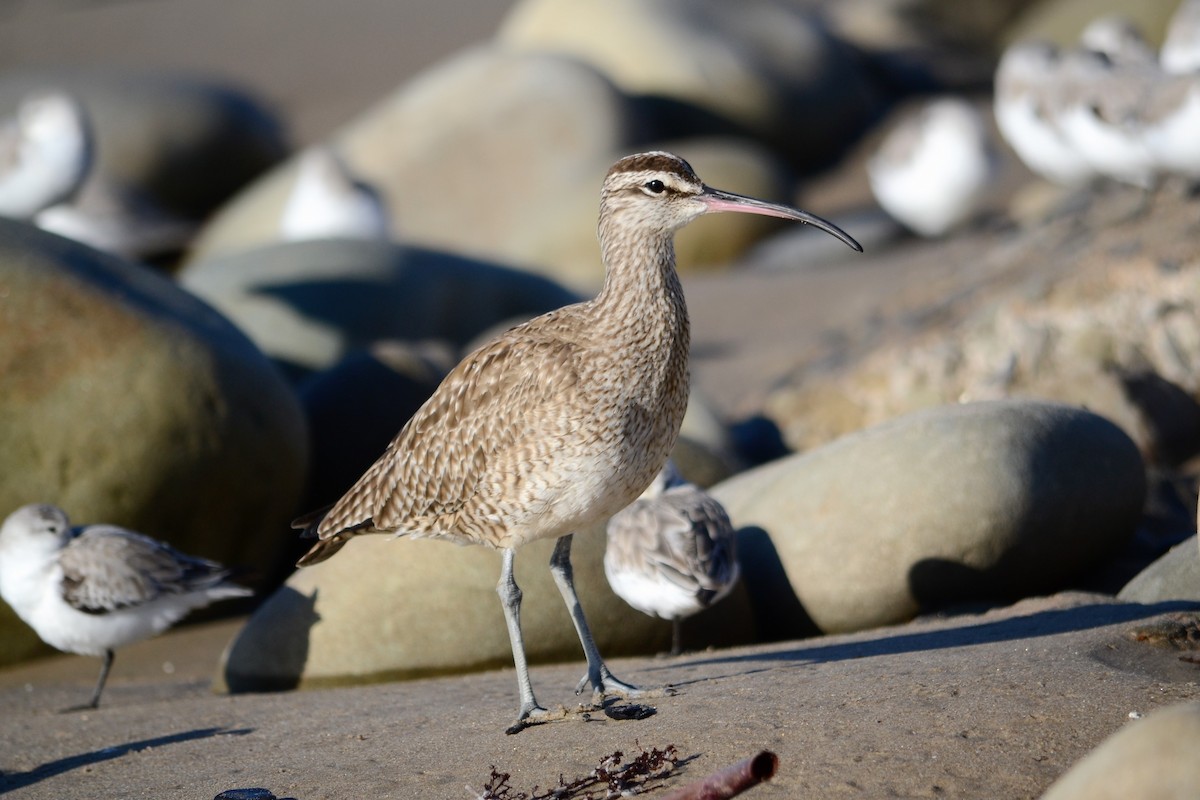 Whimbrel (Hudsonian) - ML415131051