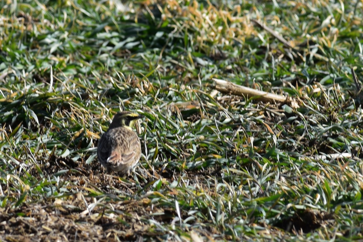 Horned Lark - ML415132321