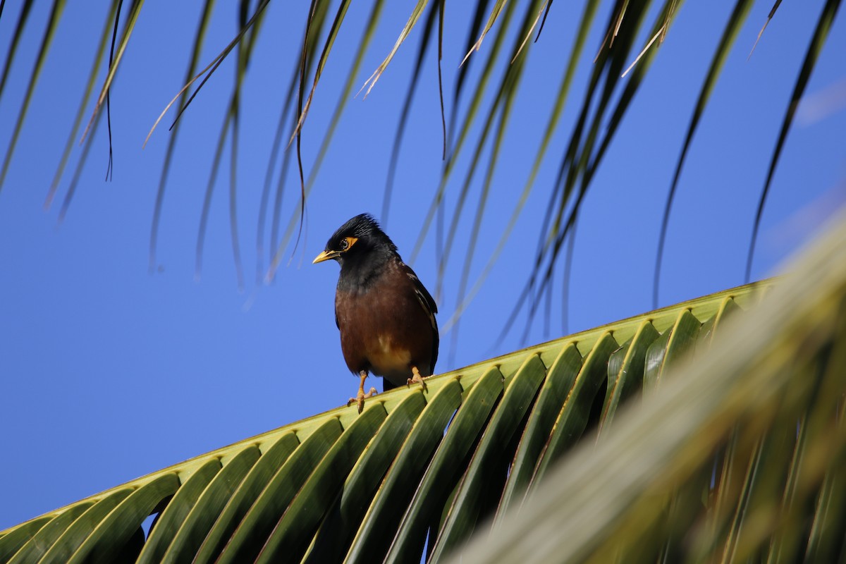 Common Myna - Bobby Walz