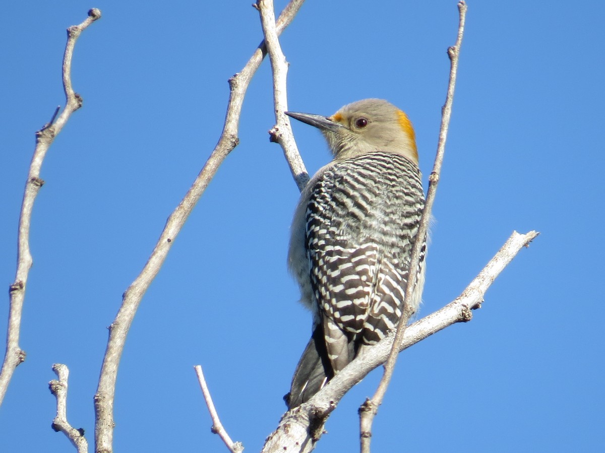 Golden-fronted Woodpecker - Tom Rohrer