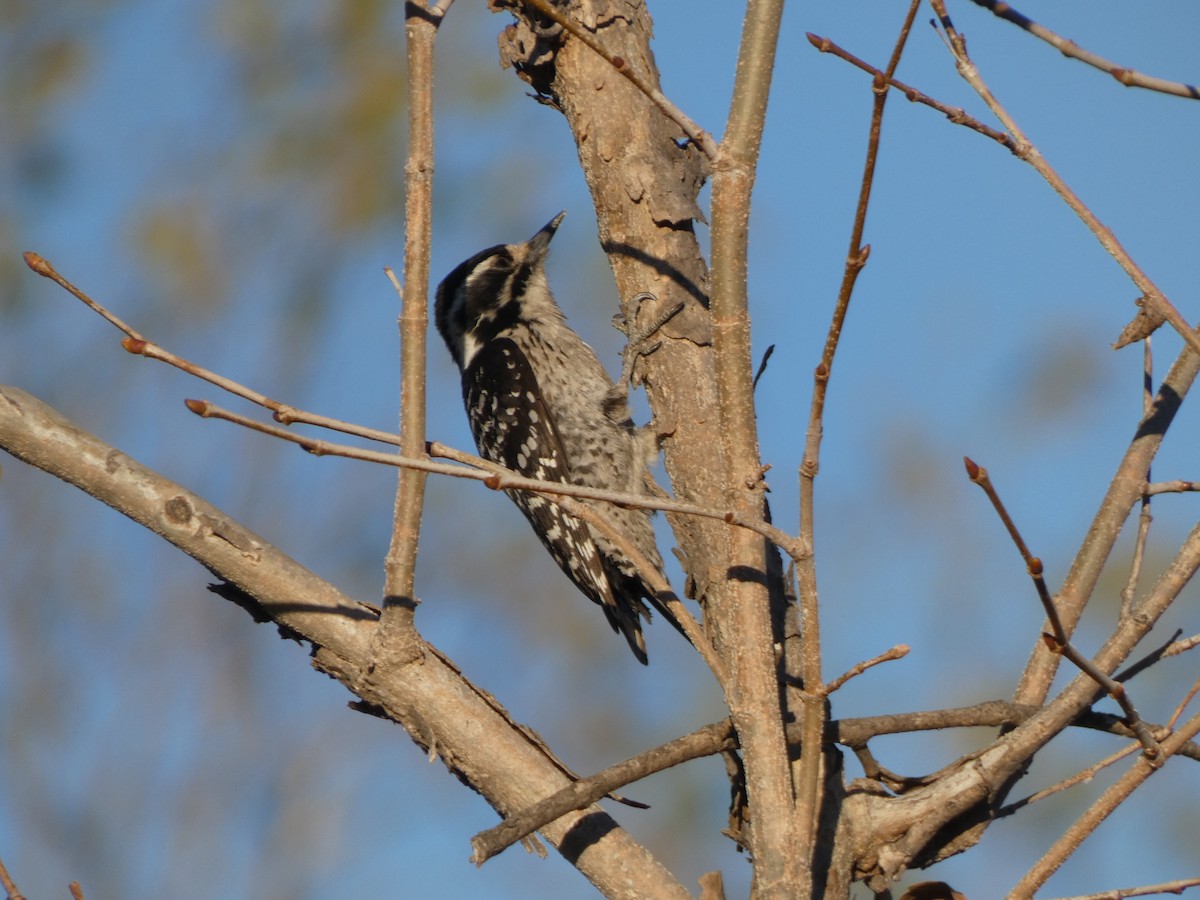 woodpecker sp. - Dana Rutledge