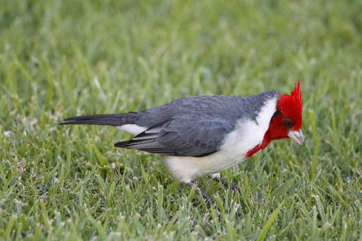Red-crested Cardinal - Bobby Walz
