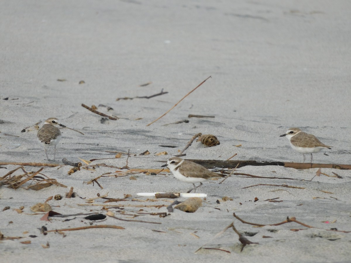 Snowy Plover - ML415133361