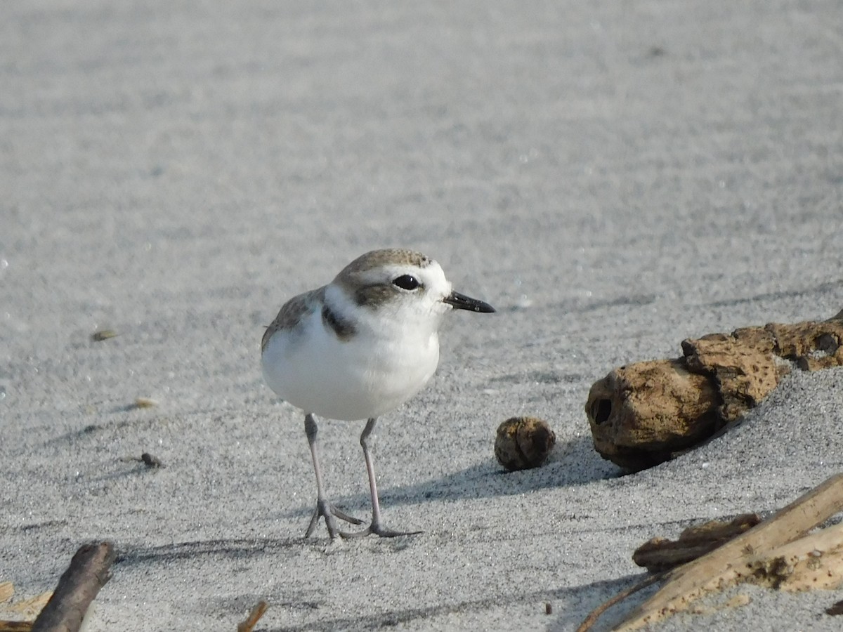 Snowy Plover - ML415133371