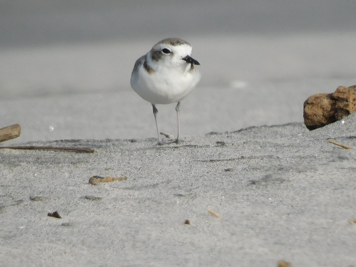 Snowy Plover - ML415133551