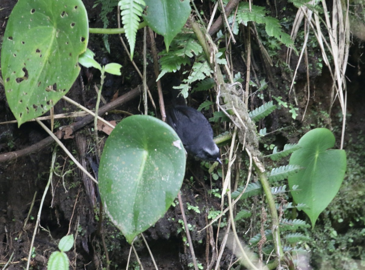 Silvery-fronted Tapaculo - Mickey Dyke