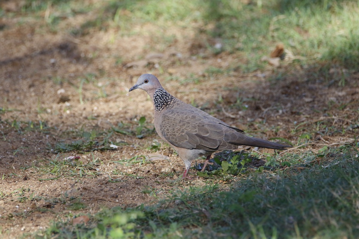 Spotted Dove - Bobby Walz