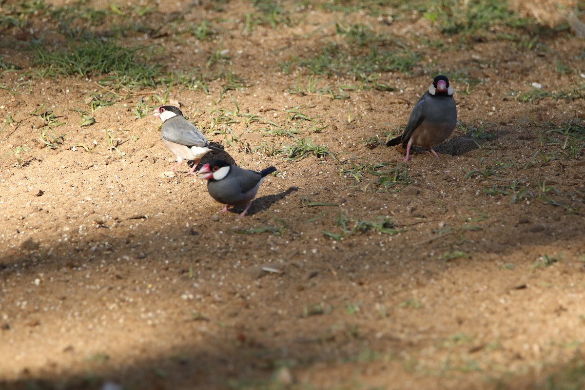 Java Sparrow - ML415134481