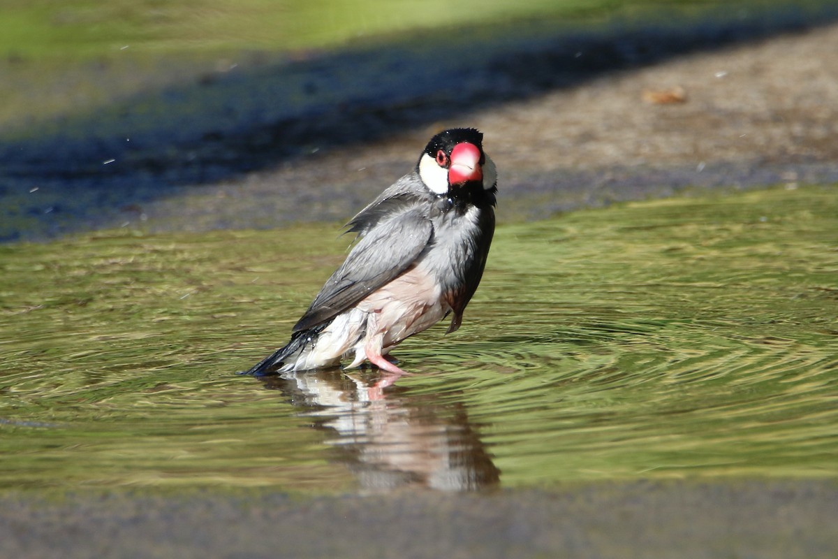 Java Sparrow - Bobby Walz