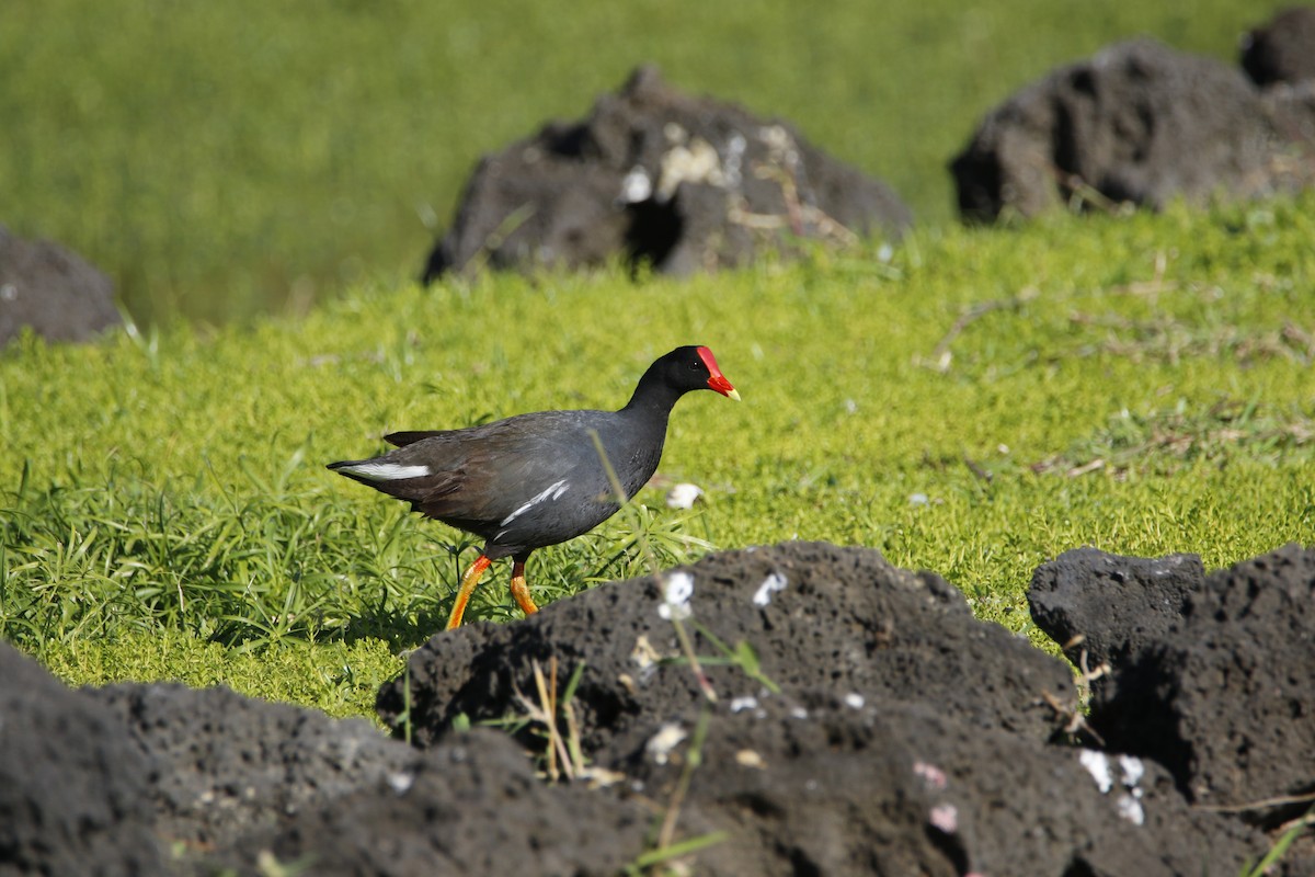 Common Gallinule (Hawaiian) - Bobby Walz