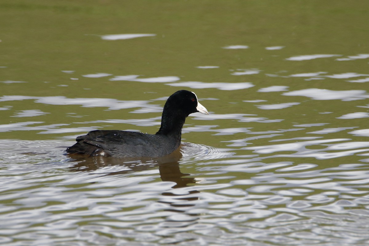 Hawaiian Coot - ML415135801