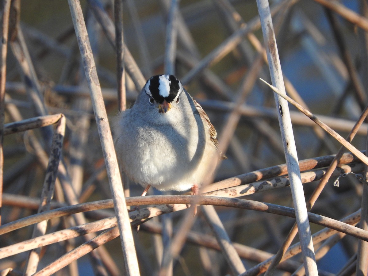 White-crowned Sparrow - ML41513581