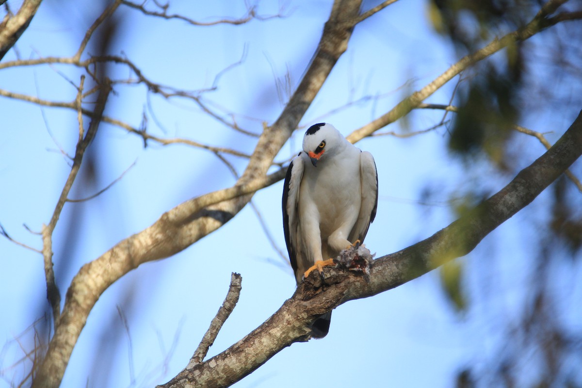 Black-and-white Hawk-Eagle - ML415136041