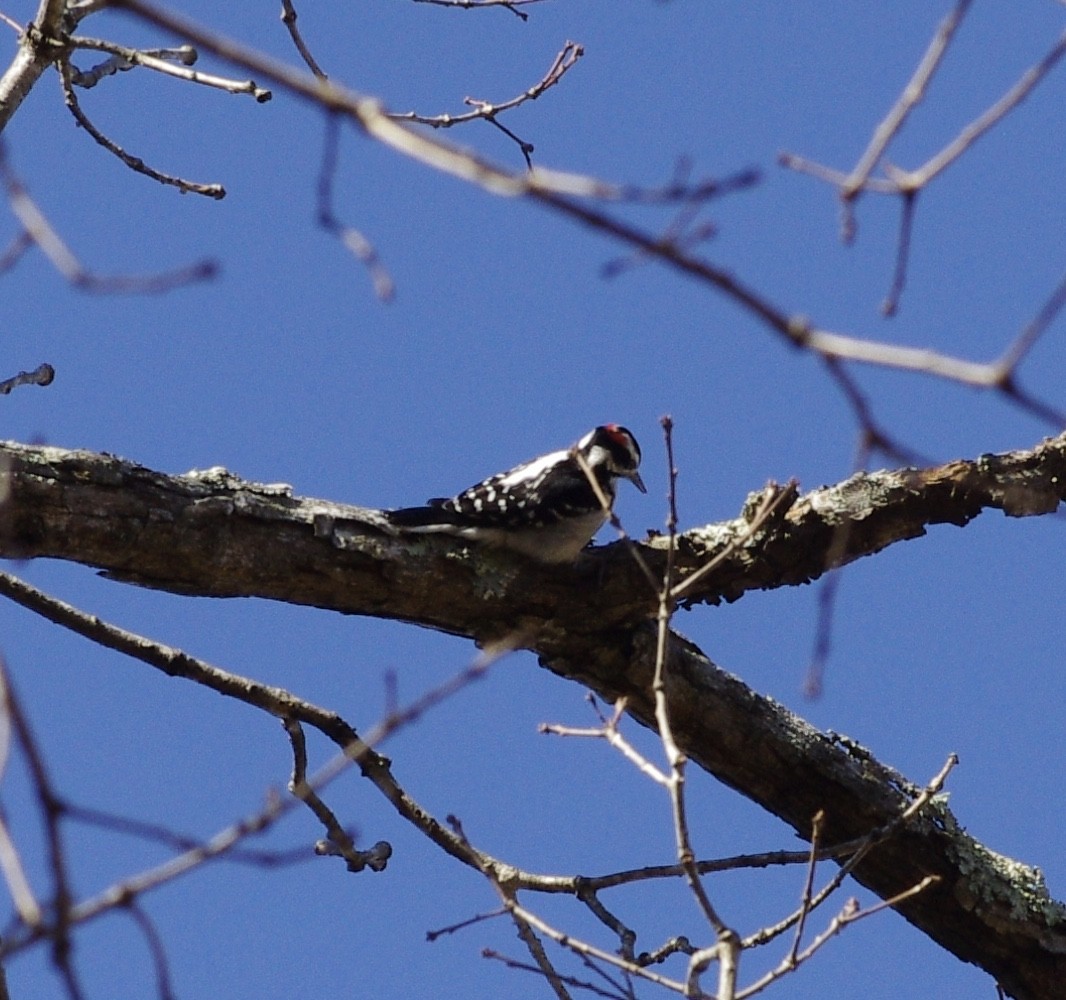 Hairy Woodpecker - ML415136151