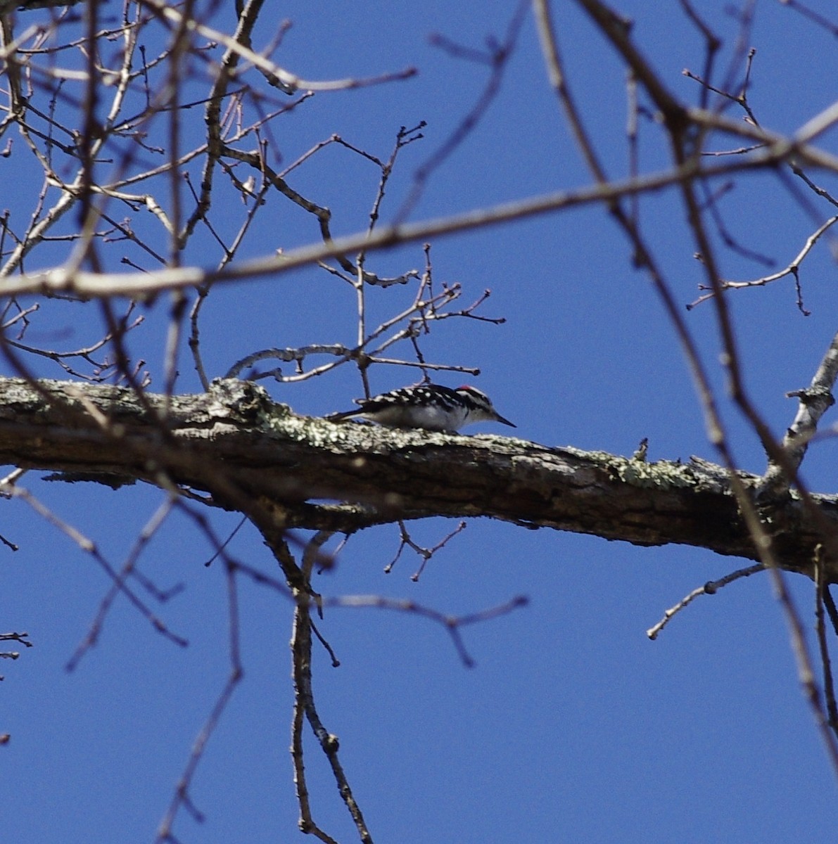 Hairy Woodpecker - ML415136191