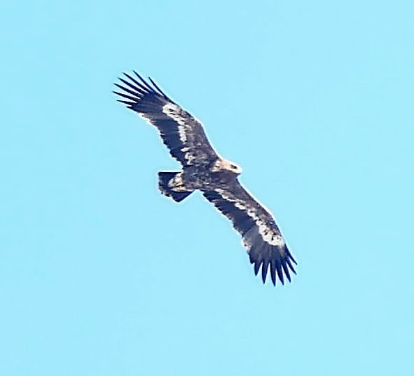 Steppe Eagle - ML415136661