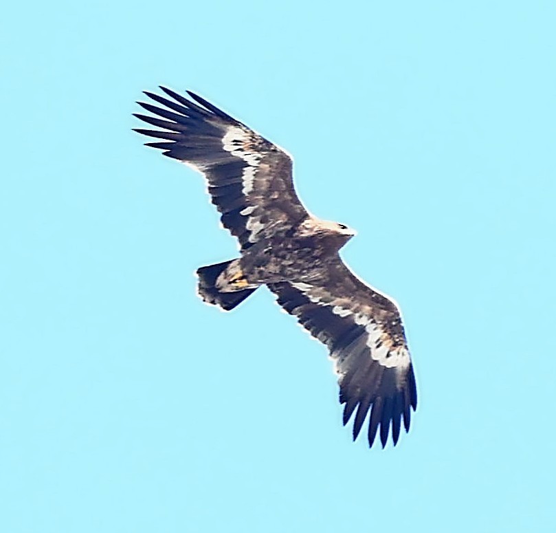 Steppe Eagle - ML415136681