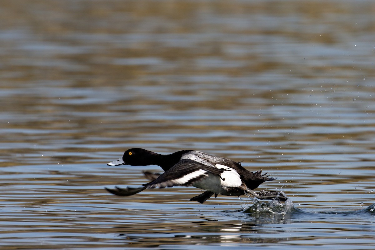 Lesser Scaup - ML415136751