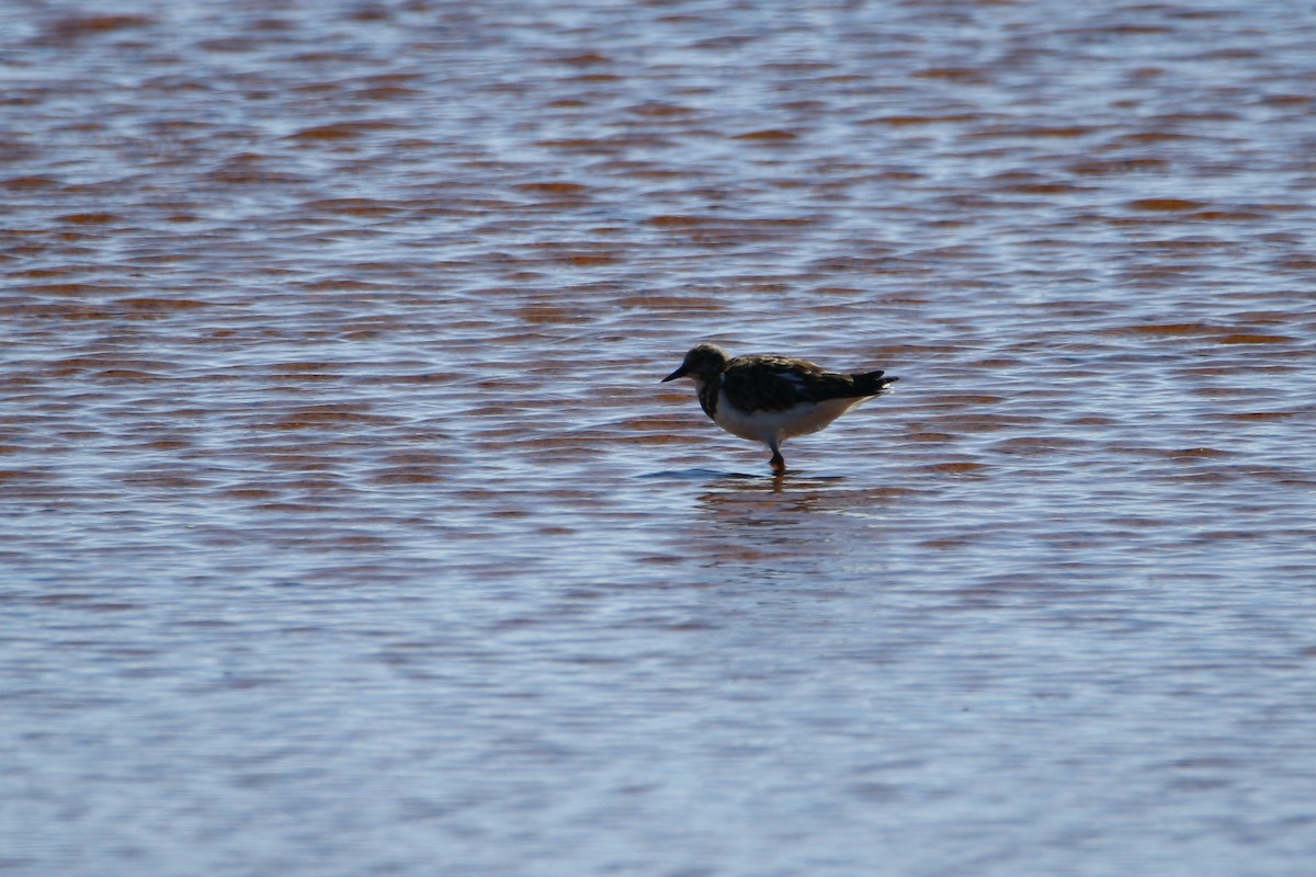 Ruddy Turnstone - Bobby Walz