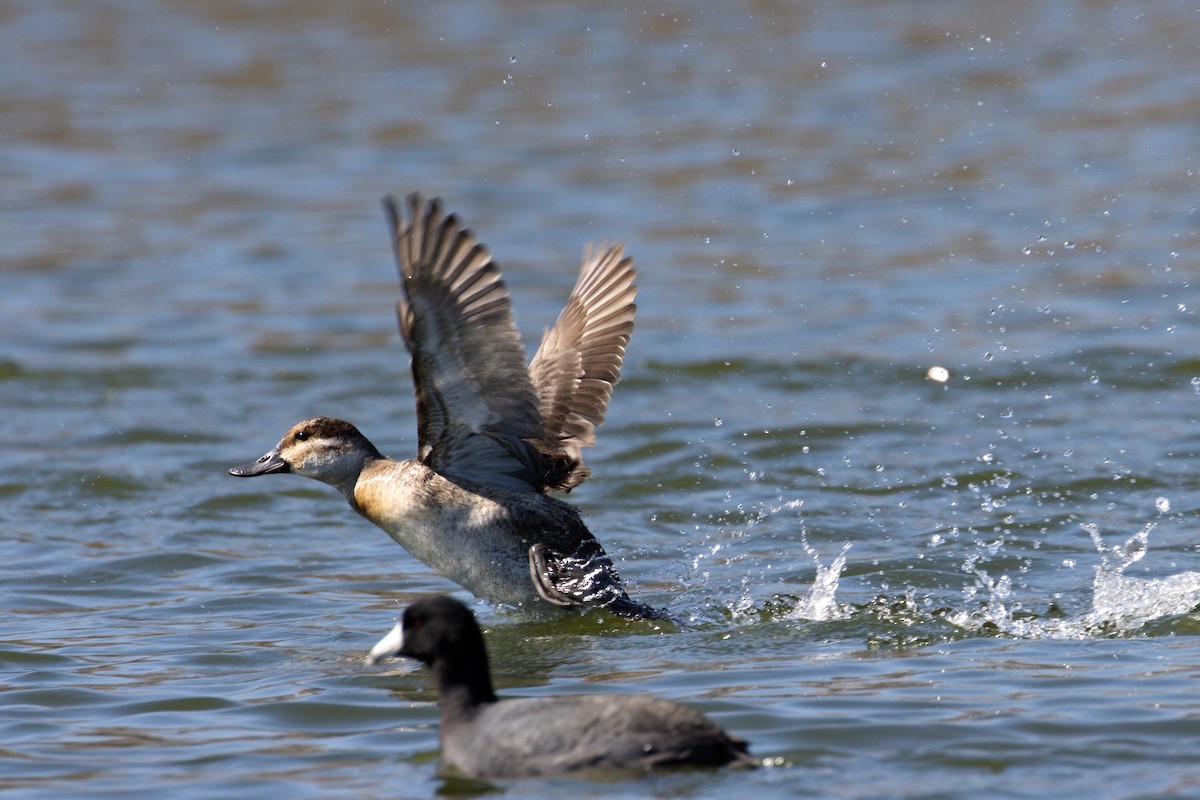 Ruddy Duck - ML415136951