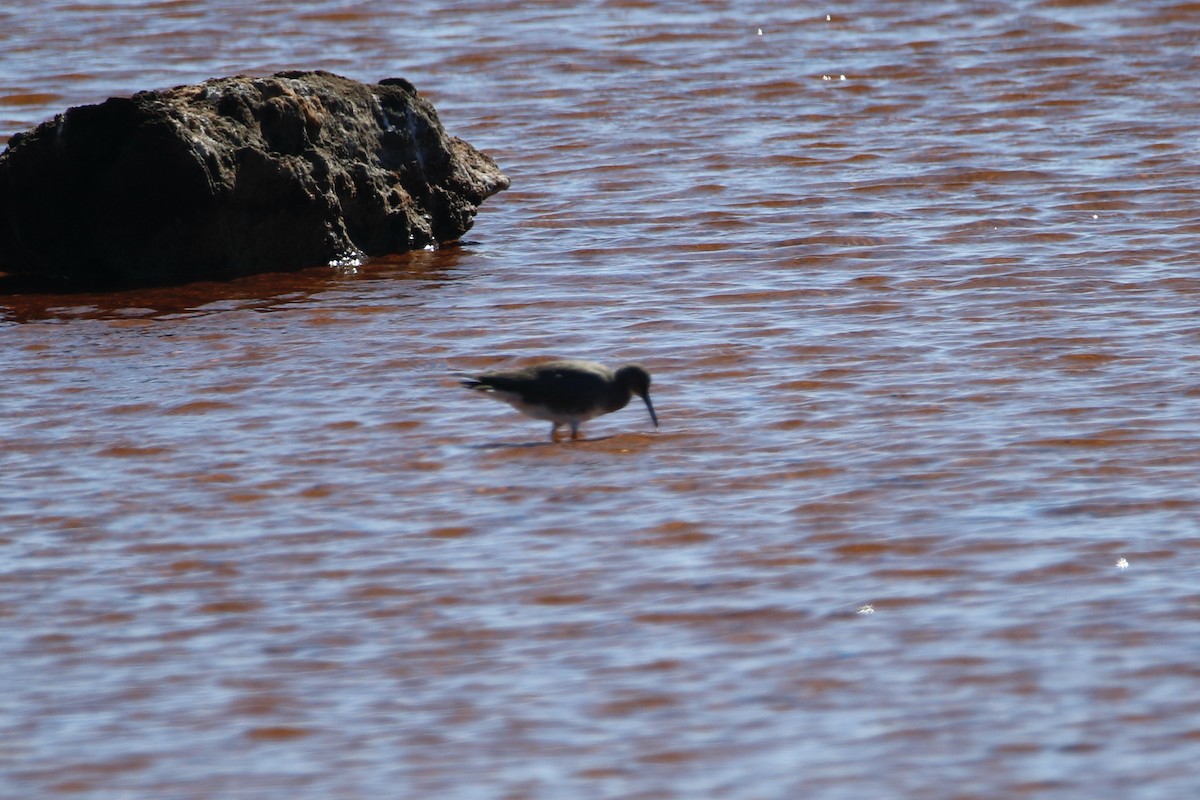 Wandering Tattler - ML415137041