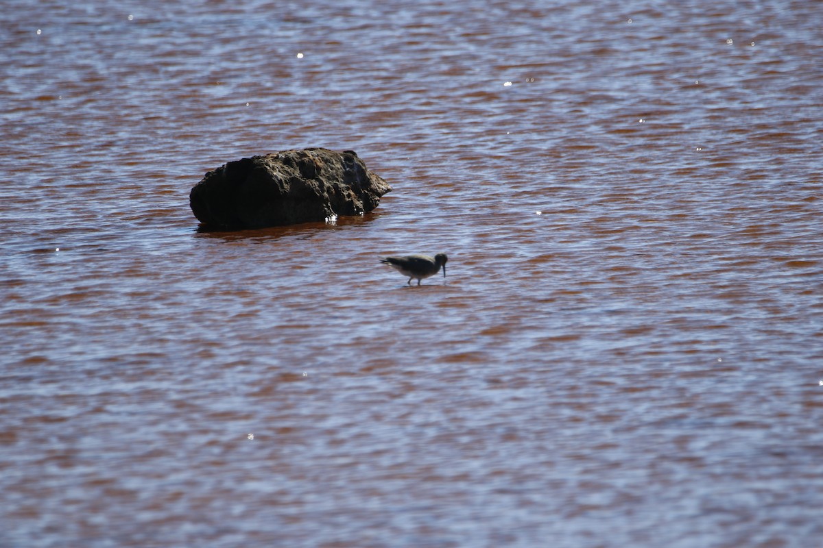 Wandering Tattler - ML415137071