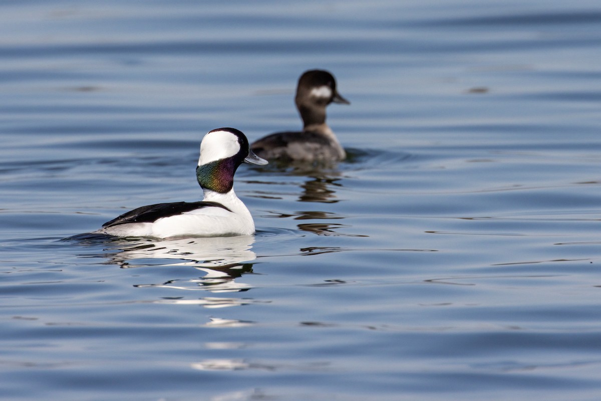 Bufflehead - Bill Thomson