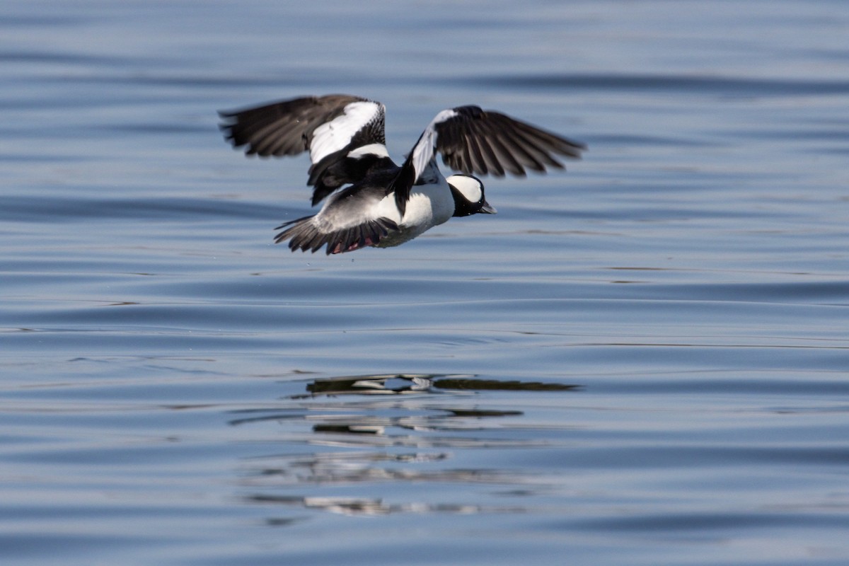 Bufflehead - Bill Thomson