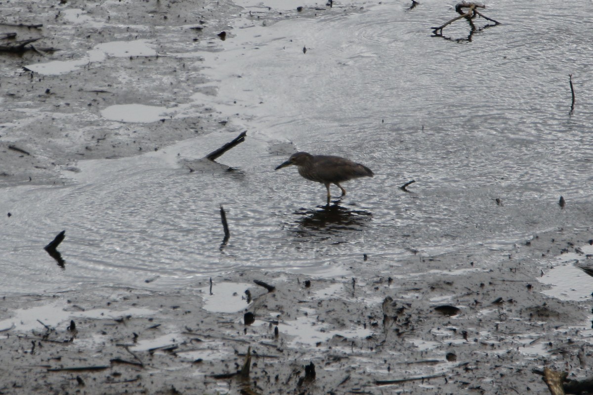 Black-crowned Night Heron - ML415137381