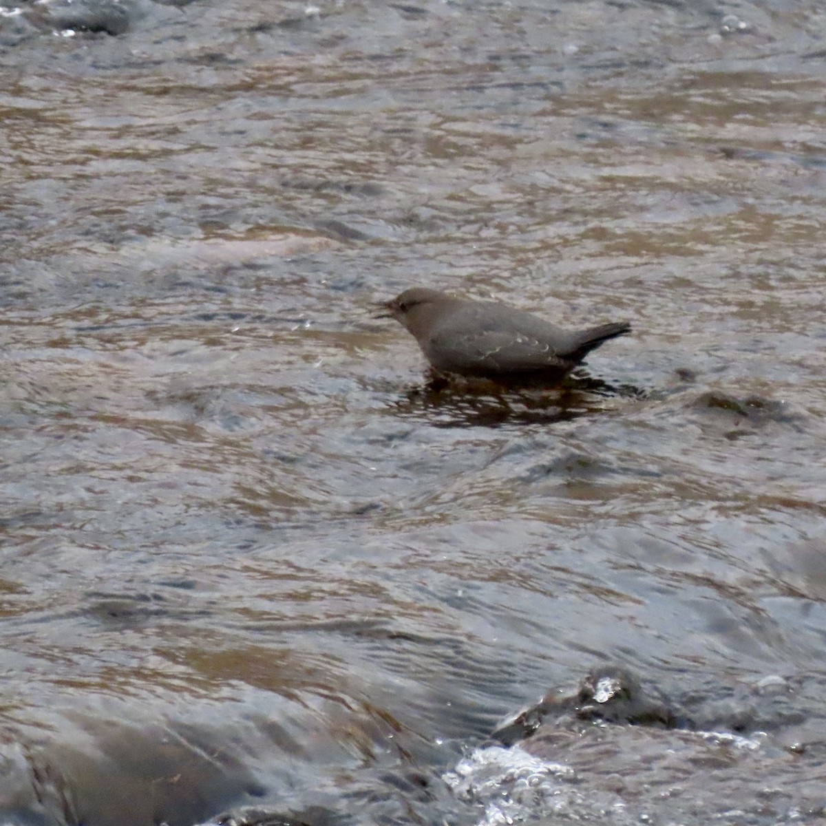 American Dipper - ML415137981